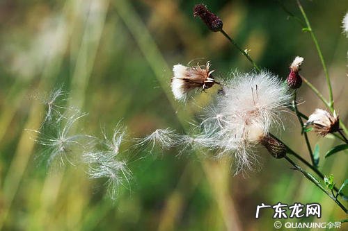 蒲公英各字怎么写 蒲公英怎么写60字