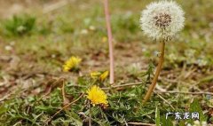 蒲公英各字怎么写 蒲公英怎么写60字