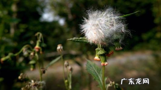 蒲公英的外形和特点 蒲公英的外形