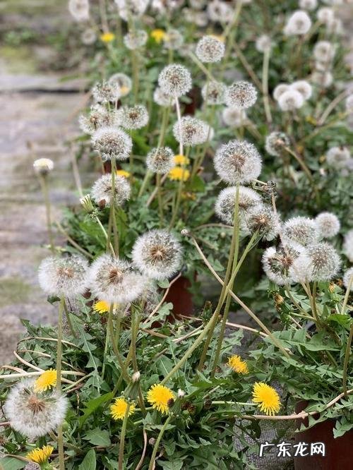 蒲公英的外形和特点 蒲公英的外形