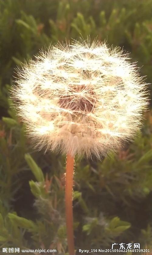 蒲公英的蒲组词语 描写蒲公英的词语