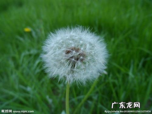 蒲公英的蒲组词语 描写蒲公英的词语