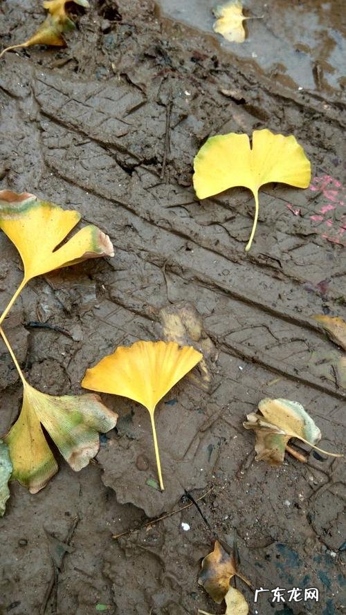 关于银杏的美文片段 描写银杏的美文