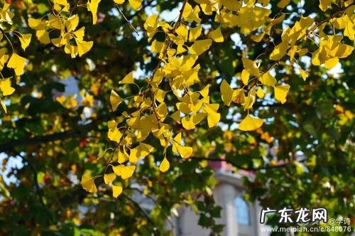 关于银杏的美文片段 描写银杏的美文