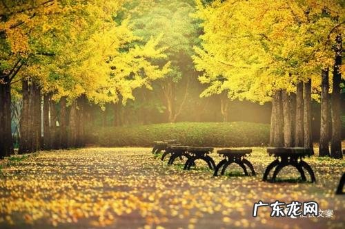 描写秋天银杏树的优美段落,两百字 描写秋天银杏树的优美片段