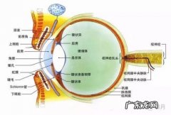眼睛的知识 眼睛的知识