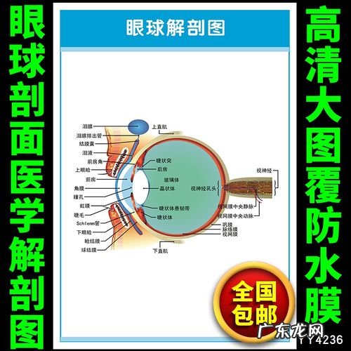 眼睛的知识 眼睛的知识
