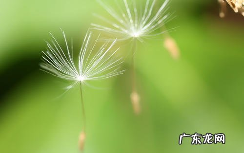 一年级蒲公英写一段话 蒲公英被风吹的一段话