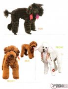 房间内养狗狗前的提前准备