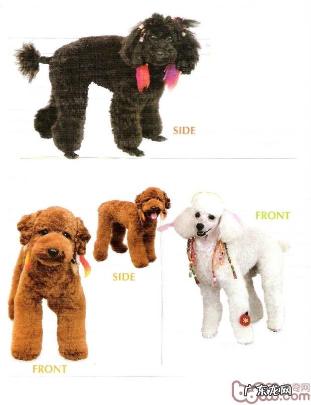 房间内养狗狗前的提前准备