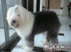 美国古代牧羊犬FCI规范