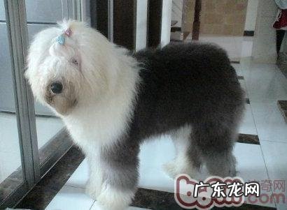 美国古代牧羊犬FCI规范