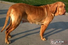 寻血犬材料详细介绍