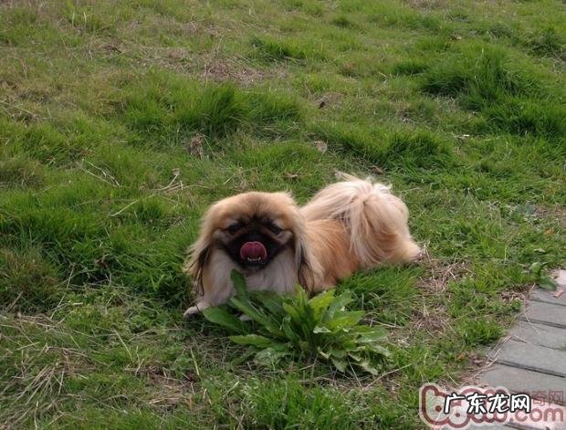 为京巴犬清除鼻部的常见问题