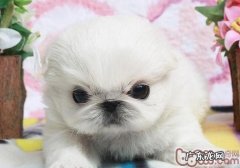 京巴幼狗的饲养方式