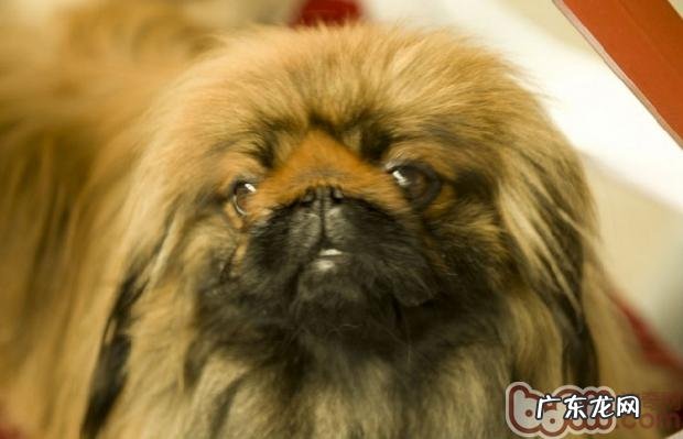 北京犬的犬品种规范