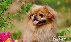 京巴基本信息概述