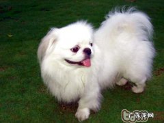 京巴的肢体语言破译