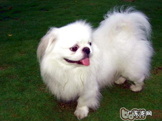 京巴的肢体语言破译