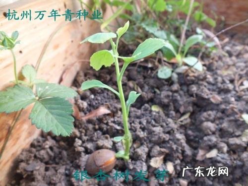 银杏树育苗时间 银杏树种子怎样育苗