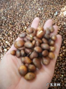 银杏树育苗时间 银杏树种子怎样育苗