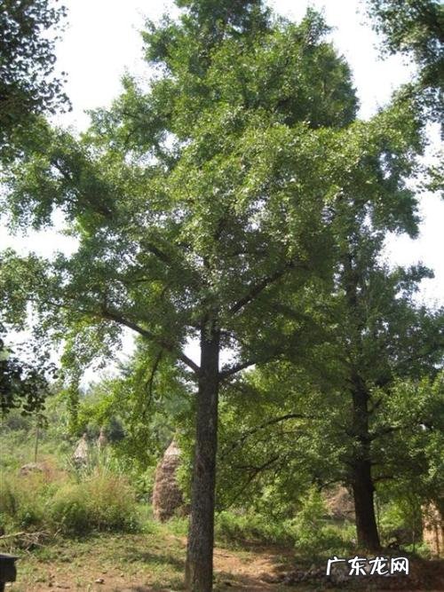 银杏树有几种品种 银杏树有几个品种