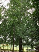 银杏树有几种品种 银杏树有几个品种