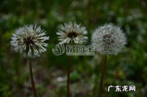 形容冬天里的阳光的词语 一个词语形容冬天里的蒲公英