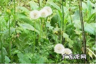 蒲公英种类及图片 蒲公英有几种品种图片