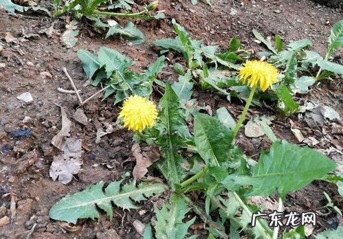 蒲公英种类及图片 蒲公英有几种品种图片