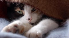 苹果和山楂蜂蜜的功效是什么？