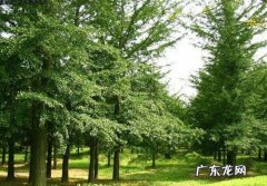 银杏树的好处 银杏树的好处