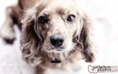 给宠物狗狗冼澡的常见问题