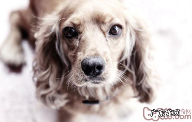 给宠物狗狗冼澡的常见问题