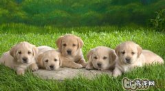 小狗长期性吃鸡肝的坏处