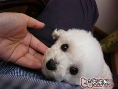 vip幼狗期的饲养标准