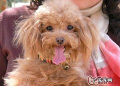 四种商品能够协助小狗消除口腔异味