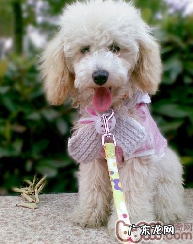 泰迪犬有口臭原因和解决方案