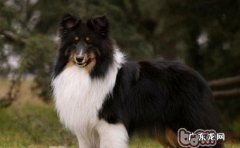 怎么让喜乐蒂的头发更为柔护