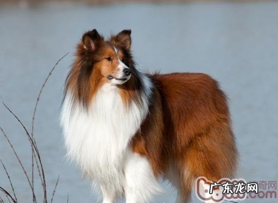 给喜乐蒂吃骨骼需慎重