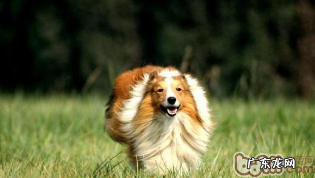 喜乐蒂有几种颜色