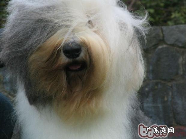 美国古代牧羊犬营养成分要求表