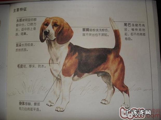 比熊犬的抚养标准