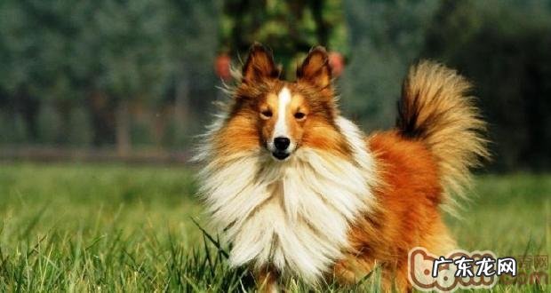 喜乐蒂的使用寿命有多久