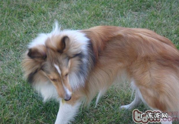 喜乐蒂的换毛期专业知识