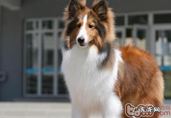 给喜乐蒂剪修手指甲的流程