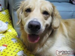 不一样种类的狗的基础特点