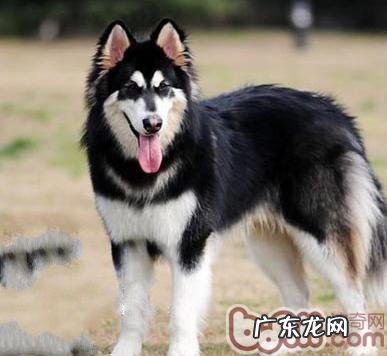 小狗常见狗驱虫药详细介绍