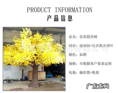 银杏树的花有什么特点 银杏树有什么特点有什么作用