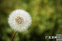 描写蒲公英150字 蒲公英的描写200字